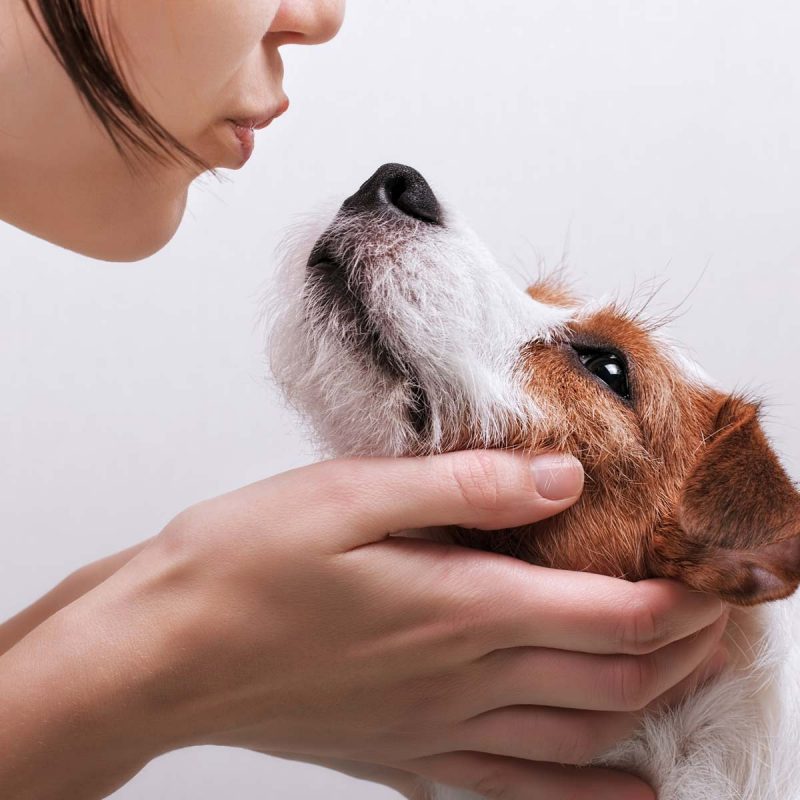 Koiran säännölliset tarkastukset kotona ja eläinlääkärissä ovat tärkeitä.